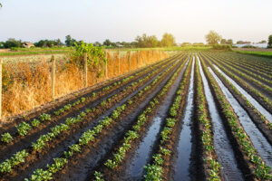 Agroterrorism: A Persistent but Overlooked Threat Abundant watering the potato plantation through irrigation canals. Surface irrigation of crops. European farming. Agronomy. Water flow control. Moistening. Agriculture and agribusiness.