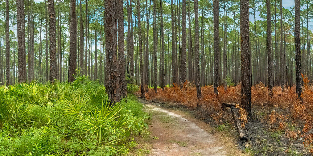 Pine Forest with Controlled Burn on One Side, Southern Georgia