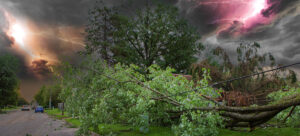 Fallen tree across a powerline during hurricane