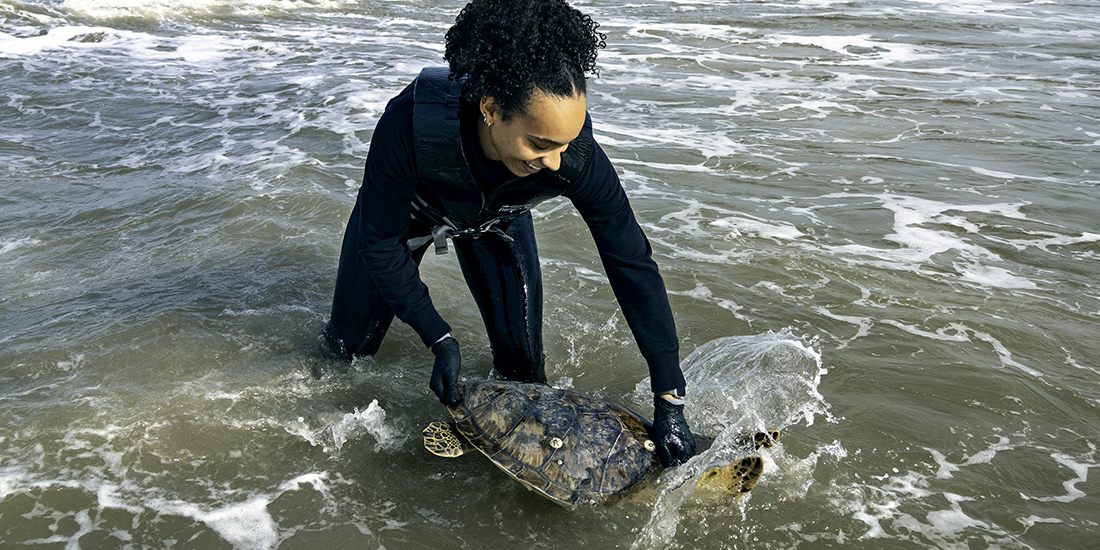 Restraining Turtle Wildlife Response During a Disaster: A Model for Resiliency - Domestic ...